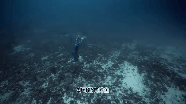 潜水锦标赛：探索深海的神秘世界的简单介绍